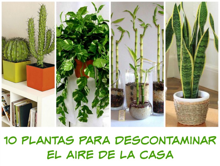 10 plantas para descontaminar el aire de la casa