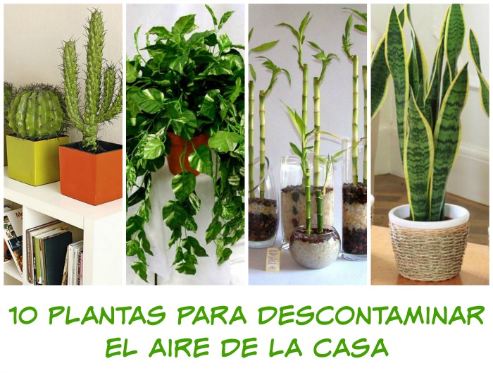 Cuáles son las plantas que no pueden faltar en tu hogar?