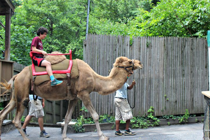 Zoológico de Filadelfia, Paseo en Camello