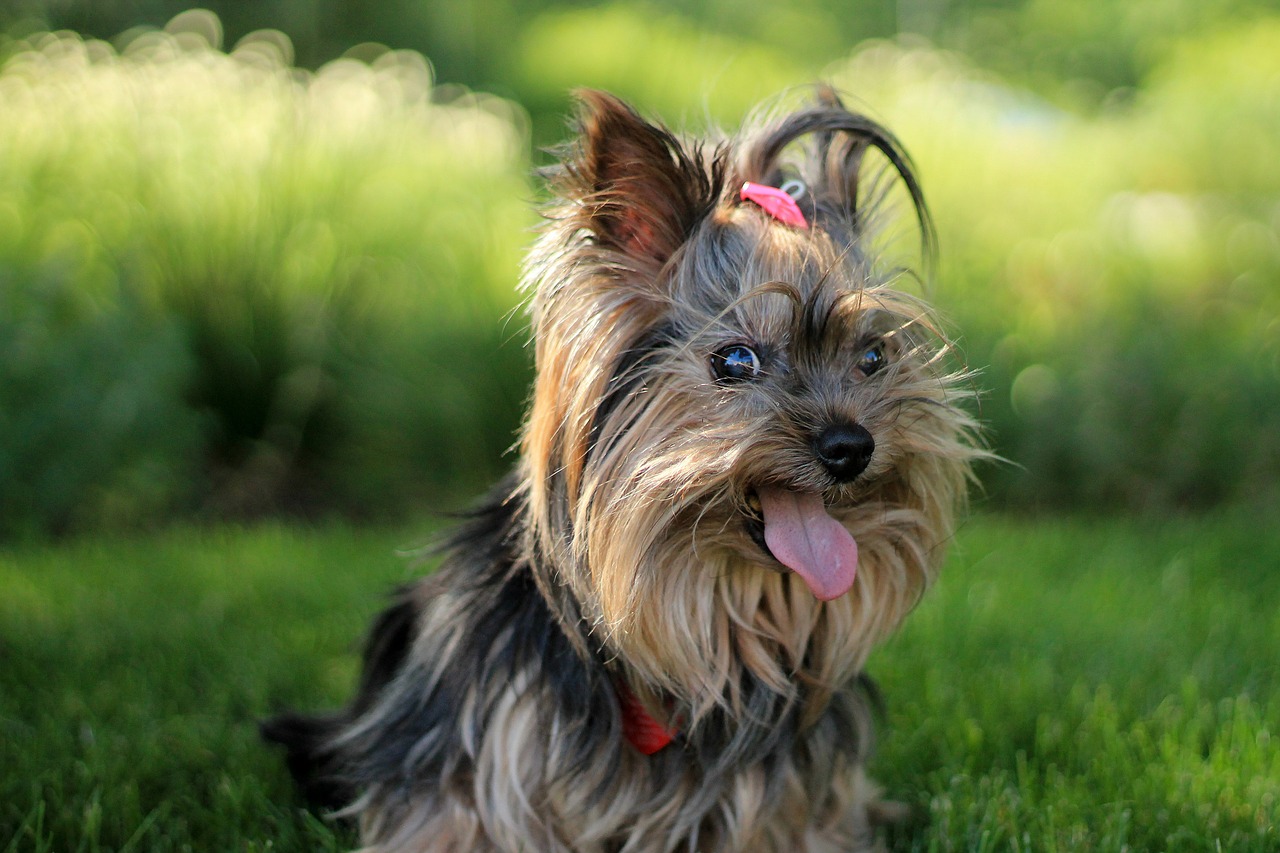 perro, cuidado, mascota, pet, dog, hair