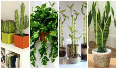 plants, plant good to have, plants to clean air, plants good air