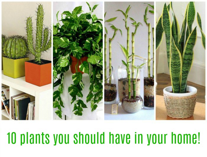 plants, plant good to have, plants to clean air, plants good air