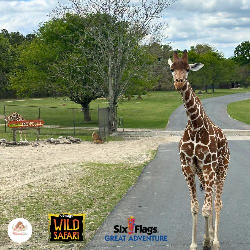 Curious giraffe at Six Flags Great Adventure's Wild Safari, observing visitors during our 2026 spring visit.