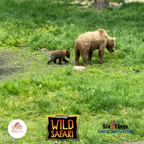 Brown bear cub JJ and his mother Hollywood at the Wild Safari in Six Flags Great Adventure, Spring 2026.