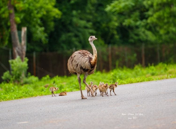 A group of baby rheas walks along a paved road behind an adult bird at Six Flags Wild Safari.