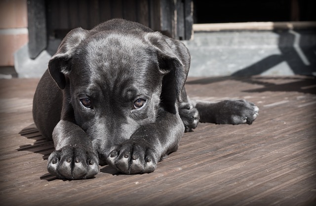 dog, perro, mascota