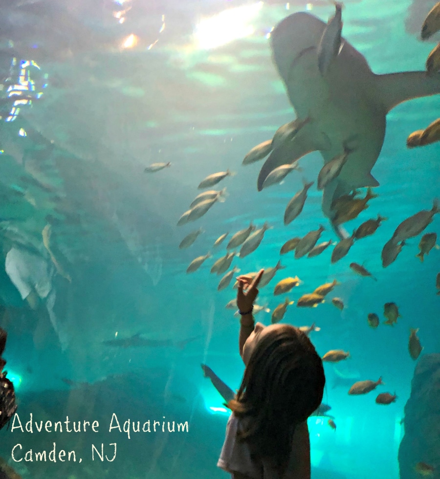 Nuestra visita al Adventure Aquarium de Camden NJ - ADventure Aquarium