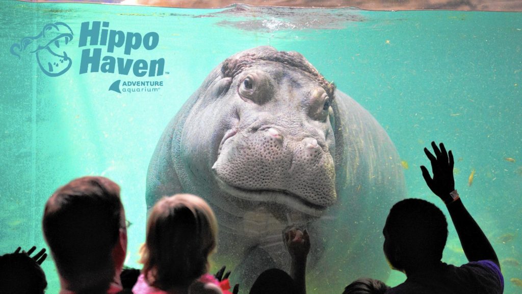 hipopotamos acuario, acuario d enew jersey, camden aquarium 
