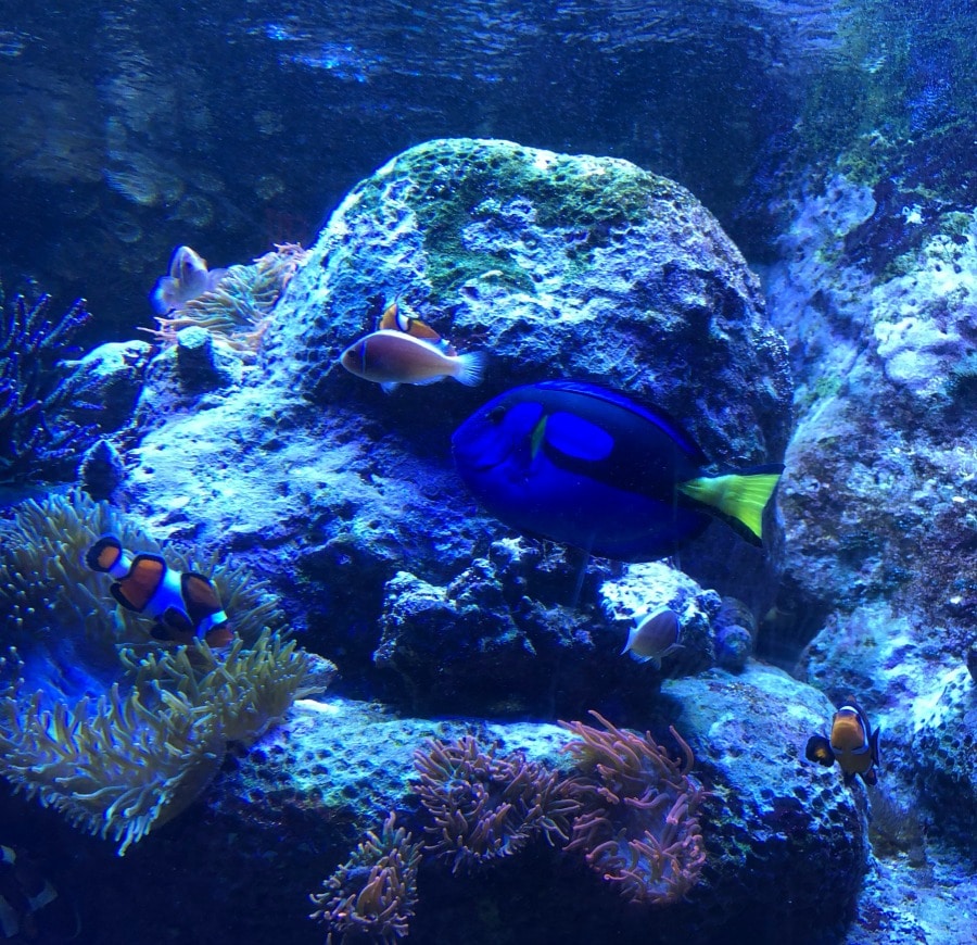 acuario nj, camden aquarium, visit philly