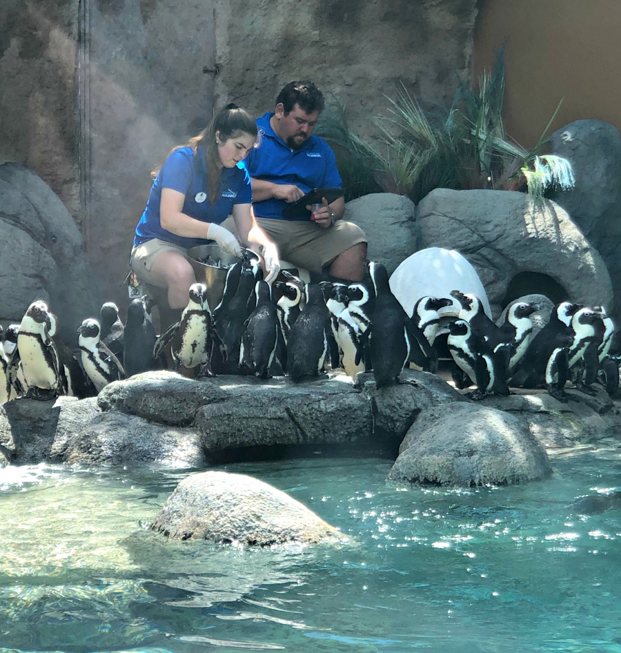 pinguinos, camden acuario, acuario nj, visit philly
