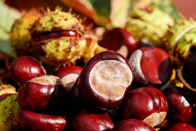 castaña, frutos secos, chestnuts